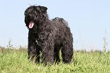 BOUVIER DES FLANDRES 108